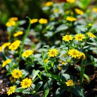 Nelesa Gardening Sunflower Miniature Flower Seed - 20 Seeds - Image 2