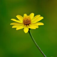 Nelesa Gardening Sunflower Miniature Flower Seed - 20 Seeds - Image 3