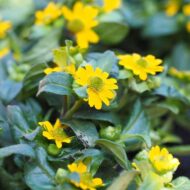 Nelesa Gardening Sunflower Miniature Flower Seed - 20 Seeds - Image 4
