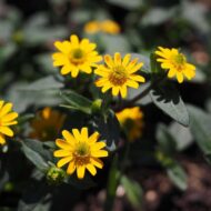 Nelesa Gardening Sunflower Miniature Flower Seed - 20 Seeds - Image 5