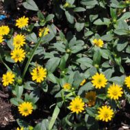 Nelesa Gardening Sunflower Miniature Flower Seed - 20 Seeds - Image 6