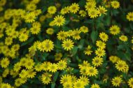 Nelesa Gardening Sunflower Miniature Flower Seed - 20 Seeds - Image 7
