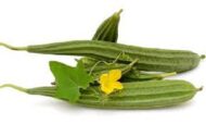 Nelesa Gardening 9 Vegetable Combo Seed Pack of 270 Seeds For Home And Garden, Coriander, Oakra, Green chilli, Bitter Gourd(karela), spinach(palak), Ridge gourd(Turai), Tomato seeds, Brinjal long purple, Methi kasuri seeds) - Image 4