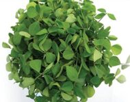 Nelesa Gardening 9 Vegetable Combo Seed Pack of 270 Seeds For Home And Garden, Coriander, Oakra, Green chilli, Bitter Gourd(karela), spinach(palak), Ridge gourd(Turai), Tomato seeds, Brinjal long purple, Methi kasuri seeds) - Image 8