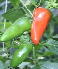 Nelesa Gardening Hot Chili Seeds -Vegetable Bullet Chilli Seeds for Home Garden - 100 Seeds