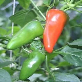 Nelesa Gardening Hot Chili Seeds -Vegetable Bullet Chilli Seeds for Home Garden - 100 Seeds