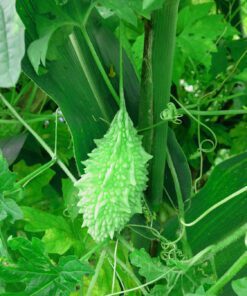 Nelesa Gardening Bitter Gourd Seeds Karela Karle 25 Seeds