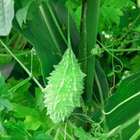 Nelesa Gardening Bitter Gourd Seeds Karela Karle 25 Seeds