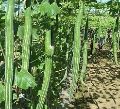 Nelesa Gardening Snake Gourd Serpent Gourd Chichinga Padwal Seed - 25 Seeds Pack