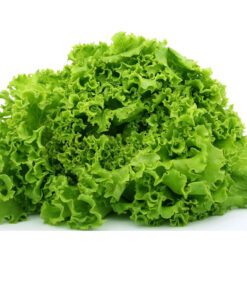 Nelesa Gardening Green Lettuce Vegetable Seed - 50 Seeds Pack