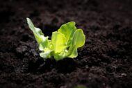 Nelesa Gardening Green Lettuce Vegetable Seed - 50 Seeds Pack - Image 8