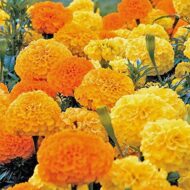 Nelesa Gardening Marigold Seeds Mixed Color Double Flower 50 Seeds Pack