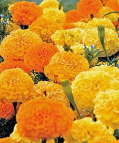 Nelesa Gardening Marigold Seeds Mixed Color Double Flower 50 Seeds Pack