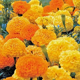 Nelesa Gardening Marigold Seeds Mixed Color Double Flower 50 Seeds Pack
