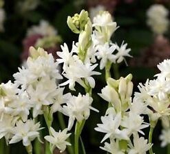 Nelesa Gardening Tuberosa Double Flowering Tuberose Rajanigandha - Pack of 6 Bulbs