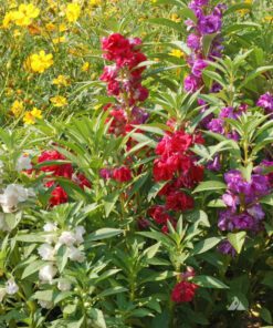 Nelesa Gardening Balsam Dwarf Multicolour Double Petal Mixed Flower Seed - Pack 50 seeds