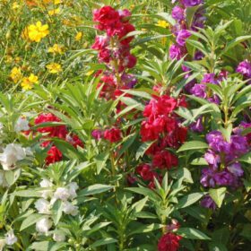 Nelesa Gardening Balsam Dwarf Multicolour Double Petal Mixed Flower Seed - Pack 50 seeds