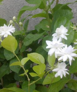 Nelesa Gardening Live Jasmine Flower Plant