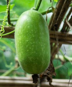 Nelesa Gardening Ash Wax Gourd Petha Seed - 30 Seeds Pack