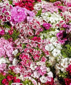 Nelesa Gardening Dianthus Mix Colour Flower Seeds | Sweet William Dianthus barbatus - 50 Mixed Colour Seeds for Beautiful, Fragrant Garden Blooms | Easy-to-Grow, Hardy Perennial Flowers