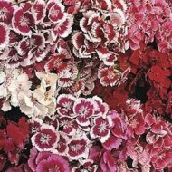Nelesa Gardening Dianthus Mix Colour Flower Seeds | Sweet William Dianthus barbatus - 50 Mixed Colour Seeds for Beautiful, Fragrant Garden Blooms | Easy-to-Grow, Hardy Perennial Flowers - Image 3