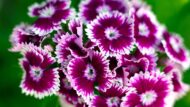 Nelesa Gardening Dianthus Mix Colour Flower Seeds | Sweet William Dianthus barbatus - 50 Mixed Colour Seeds for Beautiful, Fragrant Garden Blooms | Easy-to-Grow, Hardy Perennial Flowers - Image 4