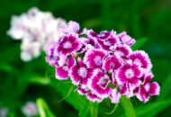 Nelesa Gardening Dianthus Mix Colour Flower Seeds | Sweet William Dianthus barbatus - 50 Mixed Colour Seeds for Beautiful, Fragrant Garden Blooms | Easy-to-Grow, Hardy Perennial Flowers - Image 5