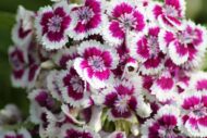 Nelesa Gardening Dianthus Mix Colour Flower Seeds | Sweet William Dianthus barbatus - 50 Mixed Colour Seeds for Beautiful, Fragrant Garden Blooms | Easy-to-Grow, Hardy Perennial Flowers - Image 6