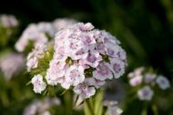Nelesa Gardening Dianthus Mix Colour Flower Seeds | Sweet William Dianthus barbatus - 50 Mixed Colour Seeds for Beautiful, Fragrant Garden Blooms | Easy-to-Grow, Hardy Perennial Flowers - Image 8