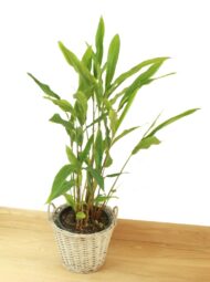 Nelesa Gardening Live Cardamom Chhoti Elachi Illaichi Plant
