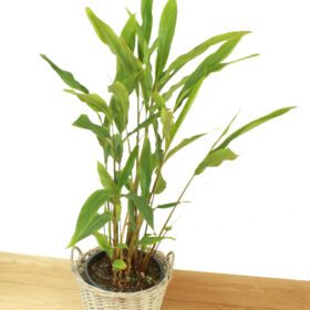 Nelesa Gardening Live Cardamom Chhoti Elachi Illaichi Plant
