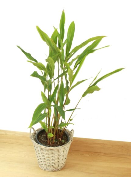 Nelesa Gardening Live Cardamom Chhoti Elachi Illaichi Plant