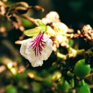 Nelesa Gardening Live Cardamom Chhoti Elachi Illaichi Plant - Image 2