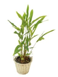 Nelesa Gardening Live Cardamom Chhoti Elachi Illaichi Plant - Image 3