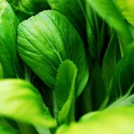 Nelesa Gardening Pak Choi Bok Choy Chinese Cabbage Vegetable Seed - 30 Seeds Pack - Image 8