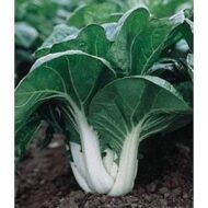Nelesa Gardening Pak Choi Bok Choy Chinese Cabbage Vegetable Seed - 30 Seeds Pack - Image 9