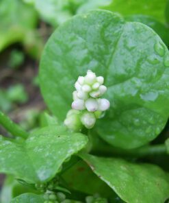 Nelesa Gardening Green Malabar Spinach Alugbati Alukbati Lukbati Basella alba Vine Spinach Ceylon Spinach Vegetable Seed for Home Garden Balcony- 20 Seeds Pack