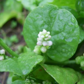 Nelesa Gardening Green Malabar Spinach Alugbati Alukbati Lukbati Basella alba Vine Spinach Ceylon Spinach Vegetable Seed for Home Garden Balcony- 20 Seeds Pack