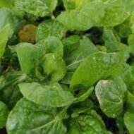 Nelesa Gardening Green Malabar Spinach Alugbati Alukbati Lukbati Basella alba Vine Spinach Ceylon Spinach Vegetable Seed for Home Garden Balcony- 20 Seeds Pack - Image 4