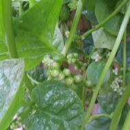 Nelesa Gardening Green Malabar Spinach Alugbati Alukbati Lukbati Basella alba Vine Spinach Ceylon Spinach Vegetable Seed for Home Garden Balcony- 20 Seeds Pack - Image 8
