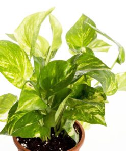 Nelesa Gardening Live Money Plant Air Purifier Plant Epipremnum aureum Plant