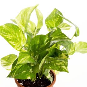 Nelesa Gardening Live Money Plant Air Purifier Plant Epipremnum aureum Plant