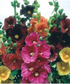 Nelesa Gardening Hollyhock Mixed Colour Flower Seed - 30 Seeds for Vibrant Garden Blooms, Tall Plants, Floral Displays in Your Home Garden