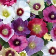 Nelesa Gardening Hollyhock Mixed Colour Flower Seed - 30 Seeds for Vibrant Garden Blooms, Tall Plants, Floral Displays in Your Home Garden - Image 7