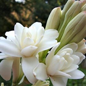 Nelesa Gardening Rajanigandha Tuberose Double Flowering Bulbs 5 Bulbs
