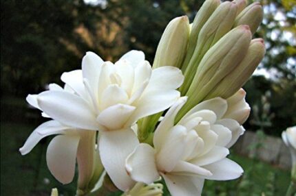 Nelesa Gardening Rajanigandha Tuberose Double Flowering Bulbs 5 Bulbs