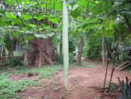 Nelesa Gardening Snake Gourd | Serpent Gourd | Chichinda | Chichinga Vegetable Seeds | 25 Seeds