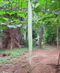 Nelesa Gardening Snake Gourd | Serpent Gourd | Chichinda | Chichinga Vegetable Seeds | 25 Seeds