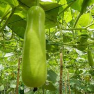 Nelesa Gardening Long Bottle Gourd Seed Lauki Lau Calabash Vegetable Seed - 25 Seeds Pack - Image 3