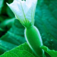 Nelesa Gardening Long Bottle Gourd Seed Lauki Lau Calabash Vegetable Seed - 25 Seeds Pack - Image 8